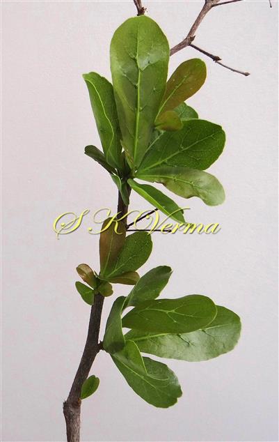  Newly formed branches